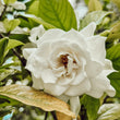 Load image into Gallery viewer, Gardenia Soy Wax Candle