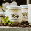 Load image into Gallery viewer, Sage Evergreen Soy Candle